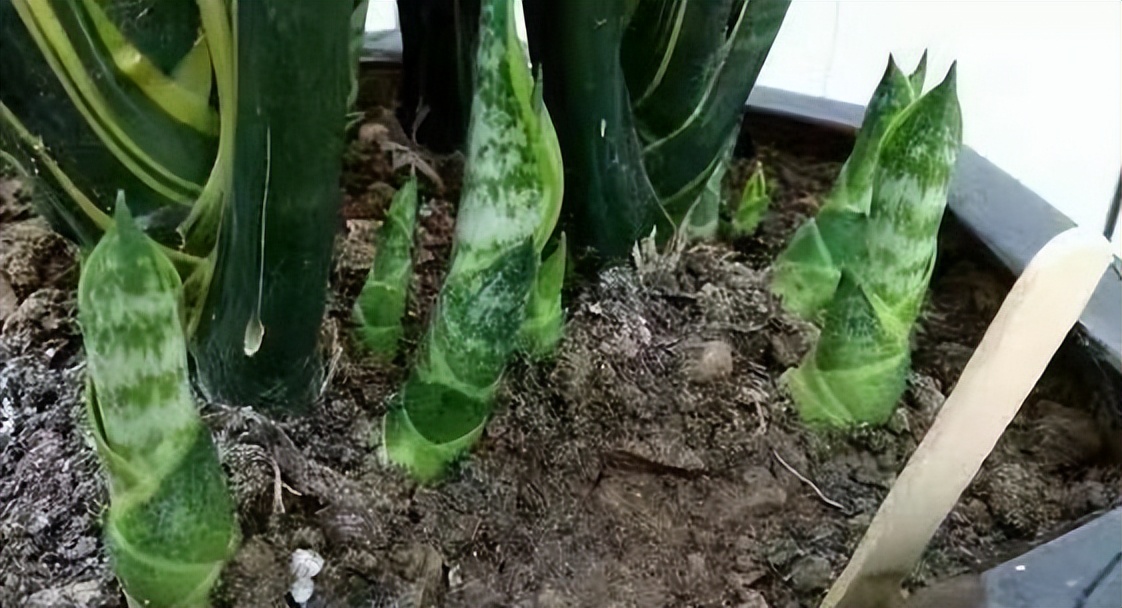 【原创】散文·江南春笋