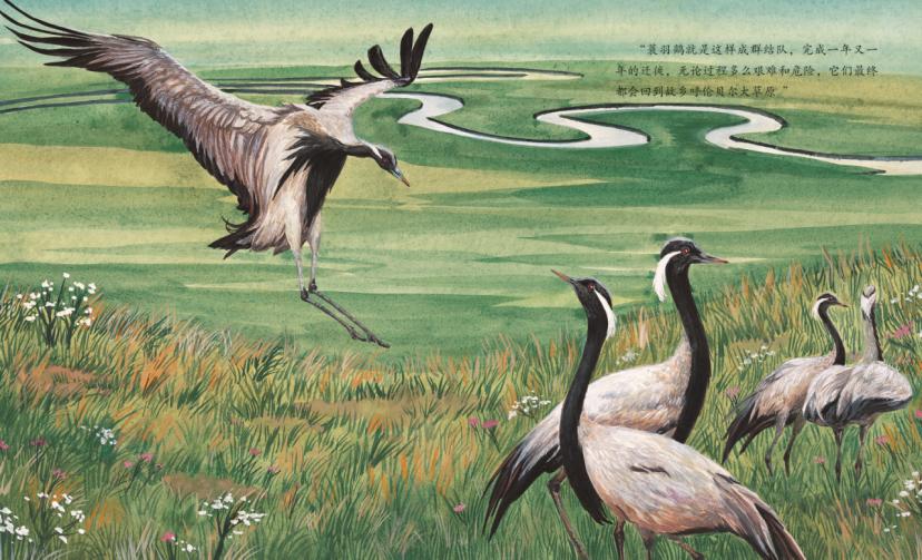 珍稀野生动物鸟类图片朱鹮,我国珍稀鸟朱鹮图片