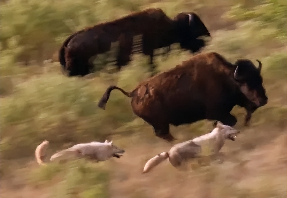 成都画家在草原写生收养狼的故事,成都女青年画家意外收养一只幼狼