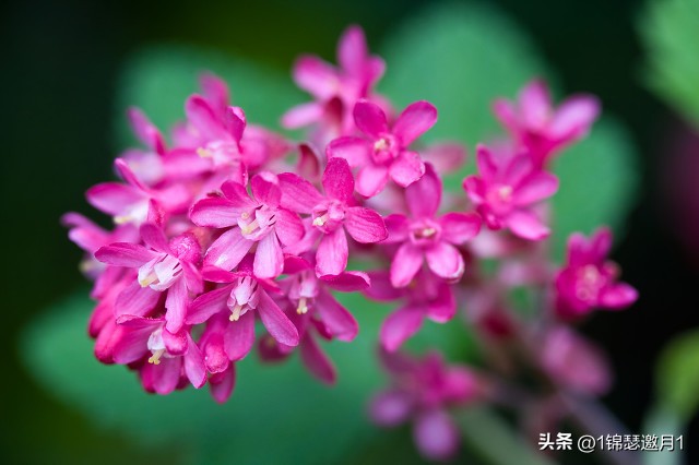 梅兰竹菊的风景图片,紫色芙蓉花美图