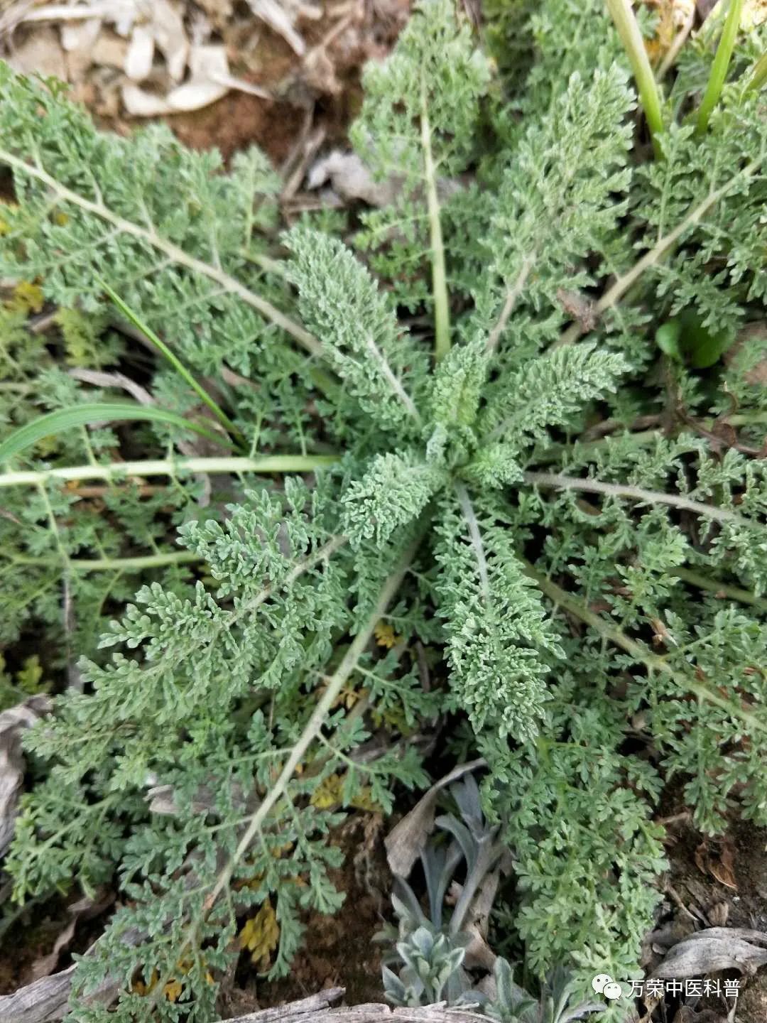 植物幼苗的发展过程详细,植物的幼苗在生长过程中