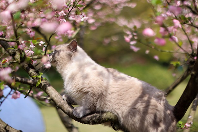 东方短毛猫红重点色贵吗,宠物猫品类大全