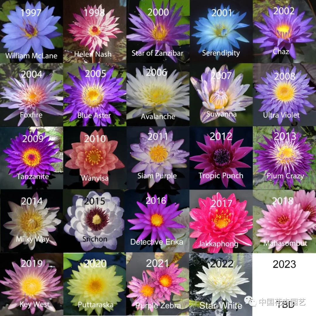 00后培育3个睡莲新品种获国际认证,睡莲热门品种