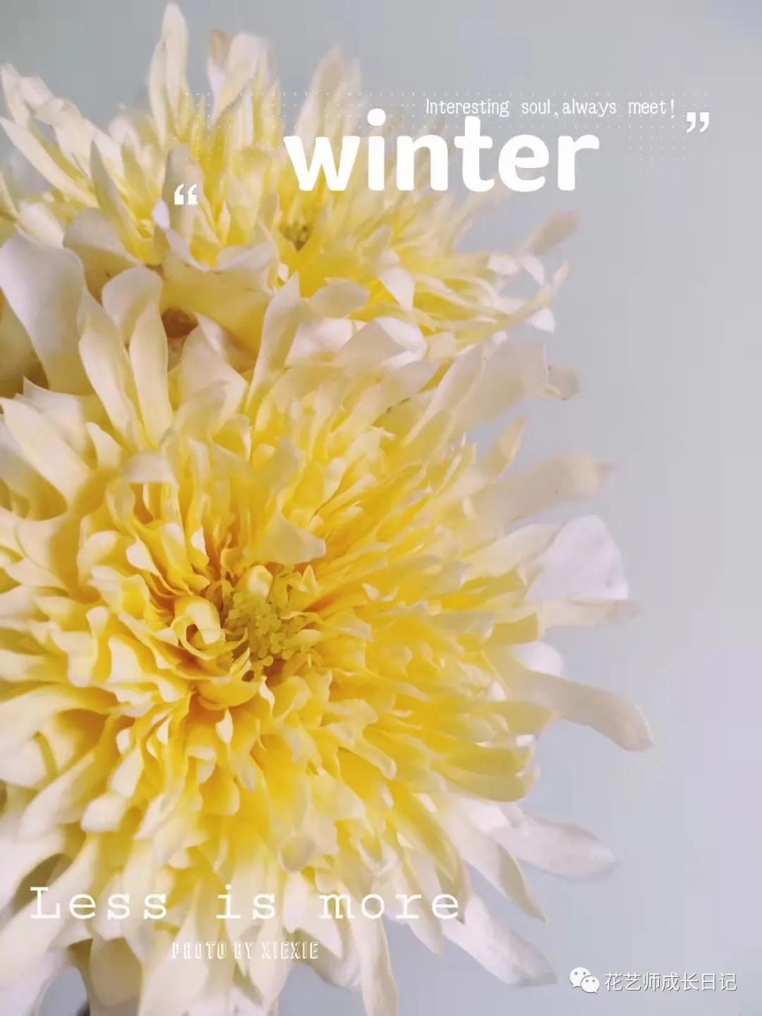 100朵玫瑰vol.50|烟花波浪玫瑰，菊里菊气，花开如烟火