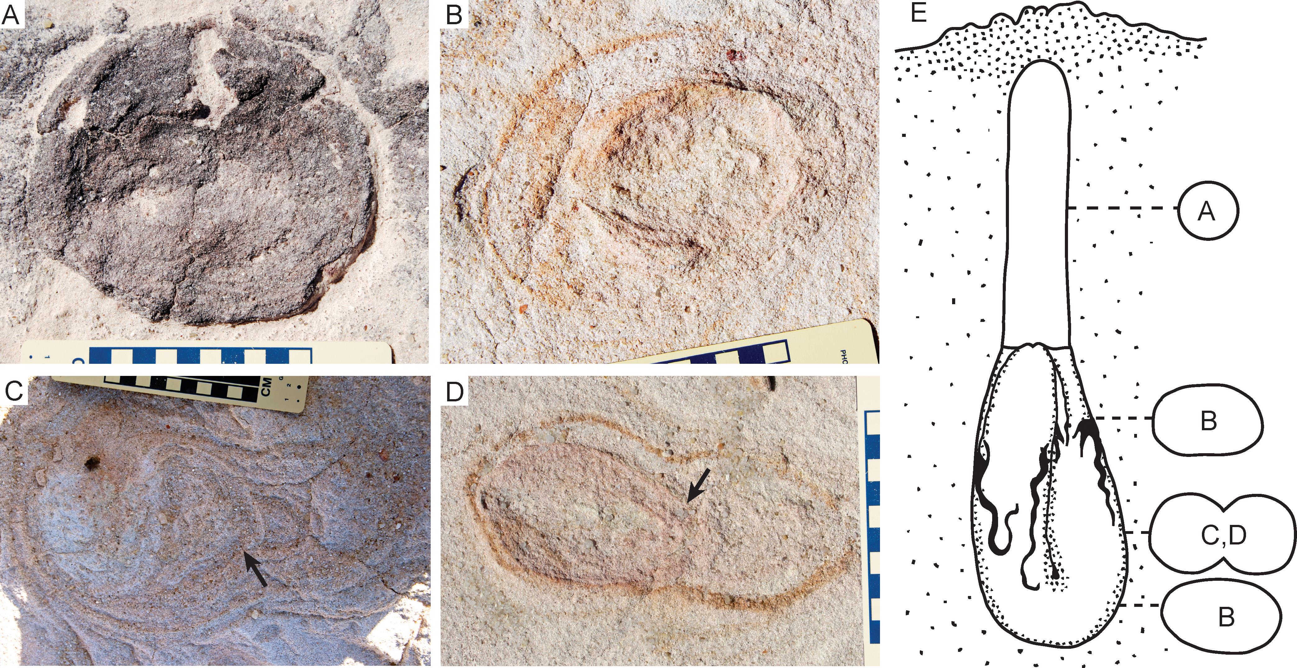 灭绝史前鱼类被发现,史前第一次生物灭绝