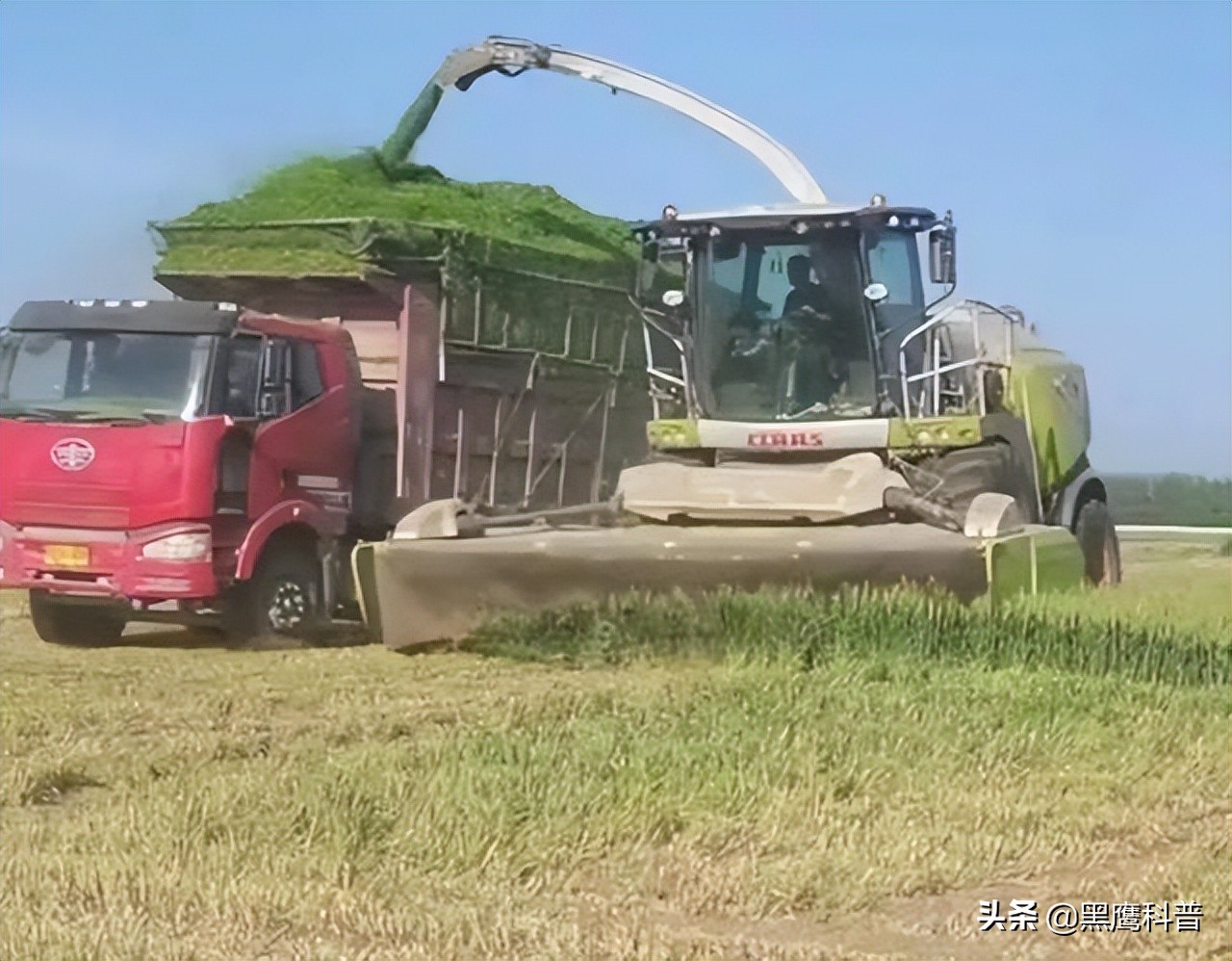 割青麦事件感想,割青麦做青饲料事件