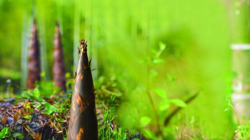 竹笋肠胃不好的能不能吃,竹笋味道真棒