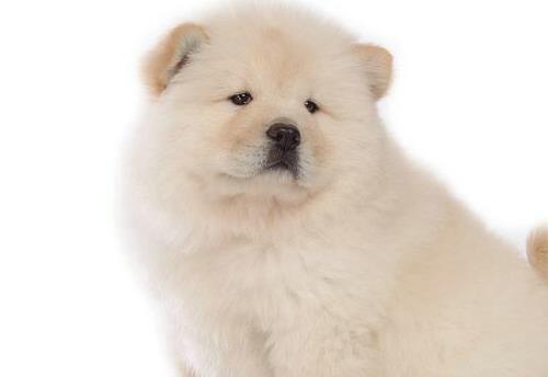 松狮犬的正确养法,松狮如何培养生活习惯