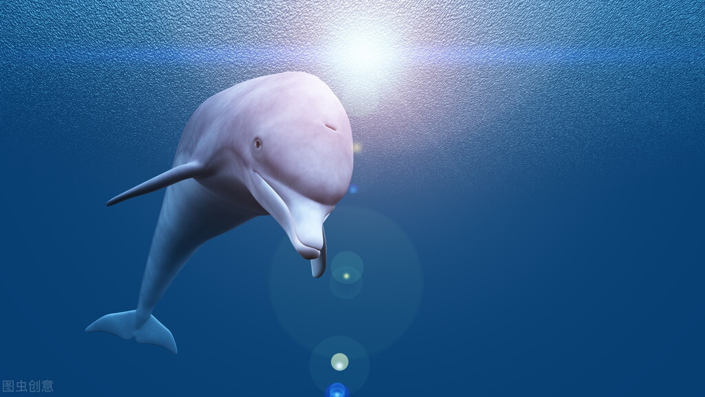 动物界的怪事,动物界的奇闻趣事