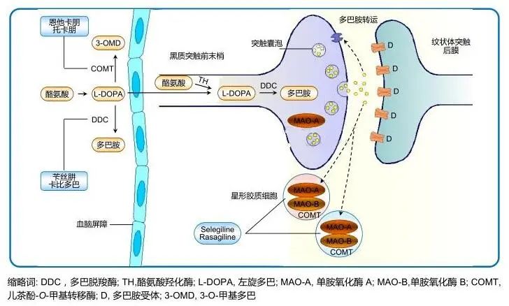 帕金森病自体干细胞治疗项目,间充质干细胞治疗帕金森病的效果