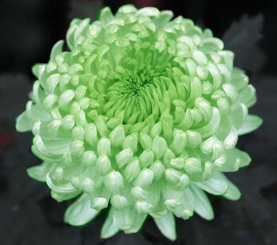 观赏鲜菊花,中华菊花欣赏