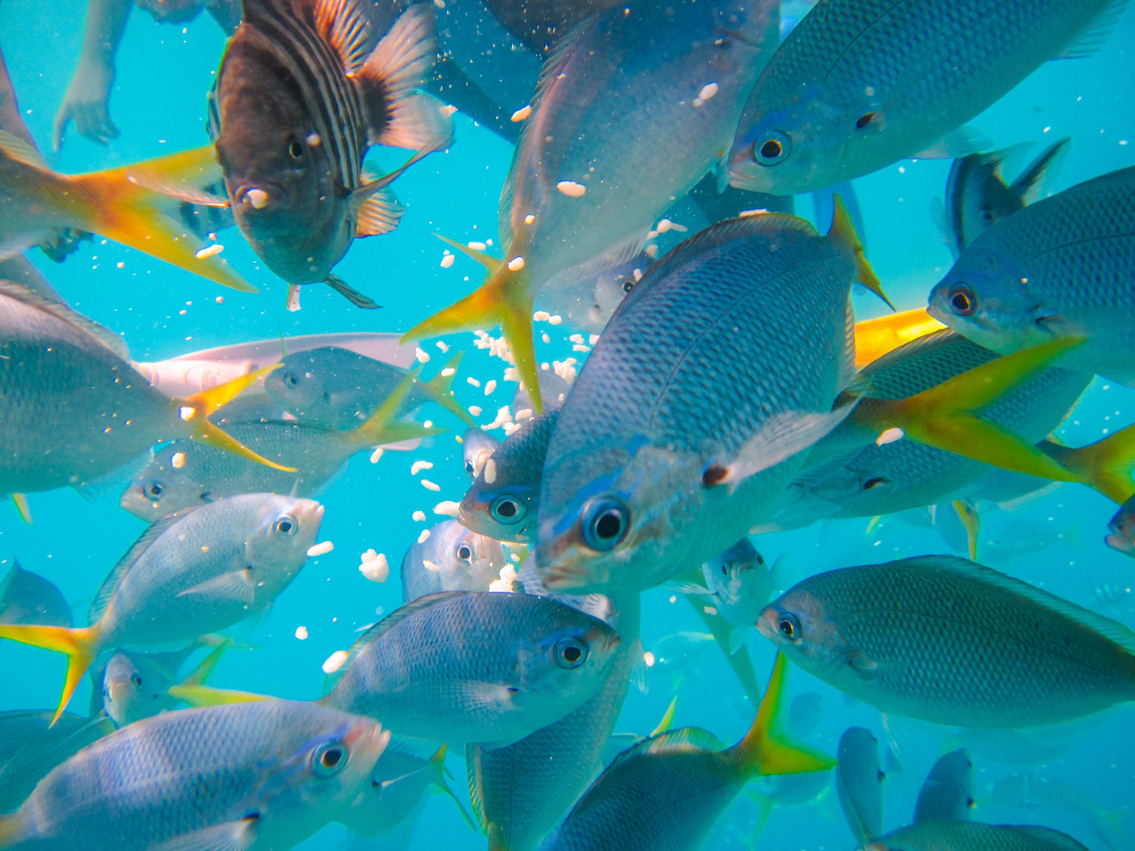 孤悬在太平洋上的岛国,帕劳,人生最值得一去的旅游目的地之一