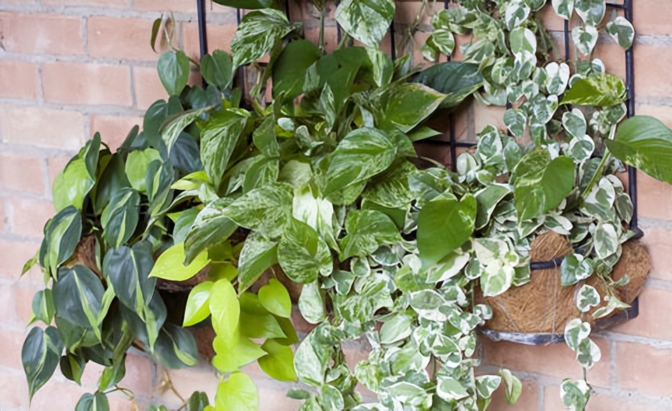 怎么养绿萝爆盆又不长藤,让绿萝5年爬满墙不黄叶的方法