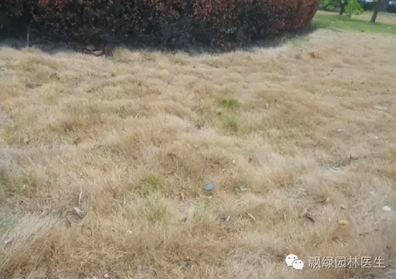 早熟禾草坪生长慢什么原因,草坪枯黄是什么原因怎么根治