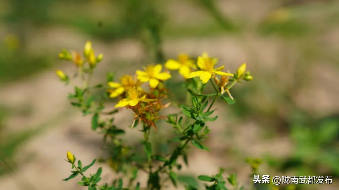 武都坪垭三抓三促,甘谷县三抓三促行动实施方案图