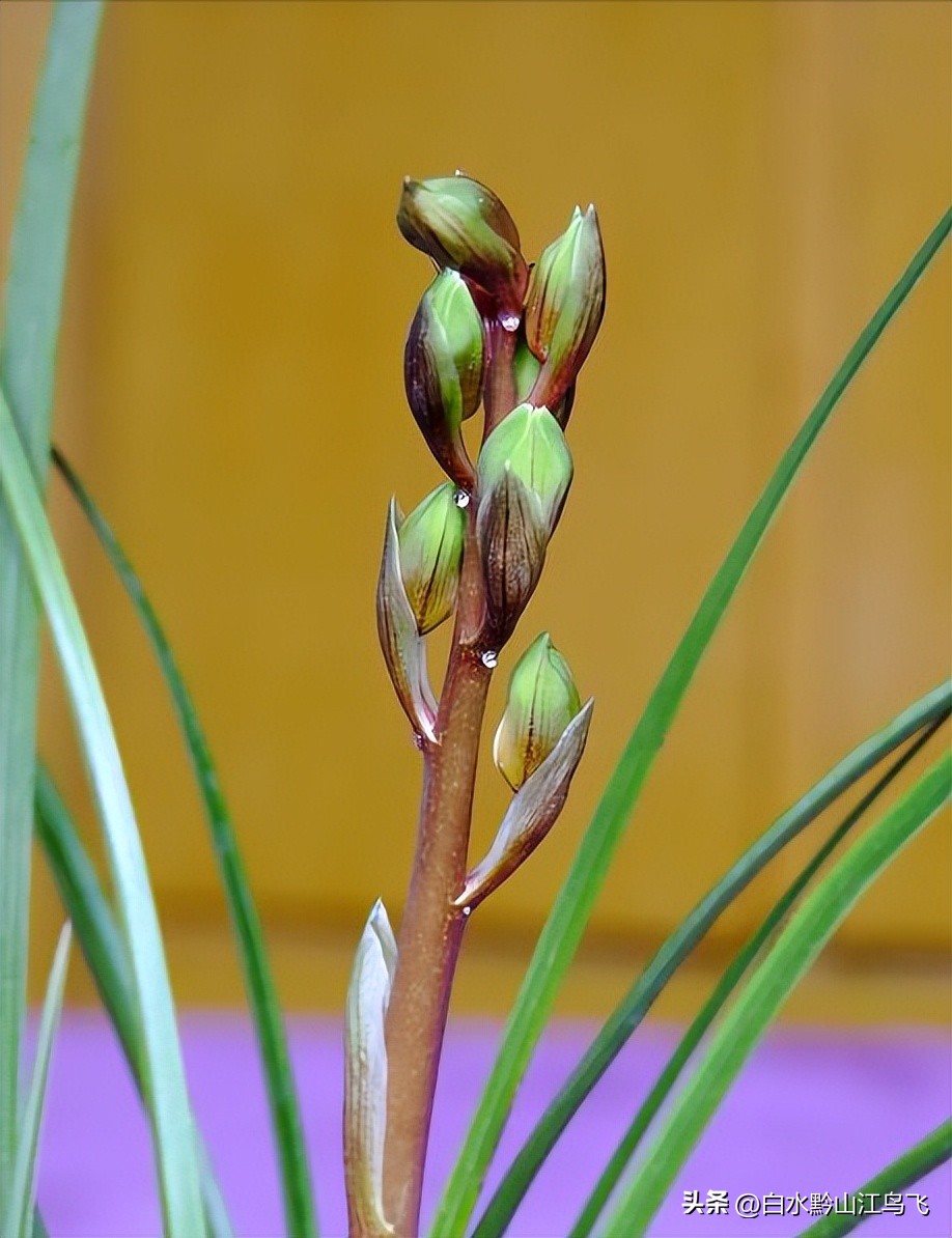 兰花三种生长方式,养兰大忌兰花出了花朵要注意什么