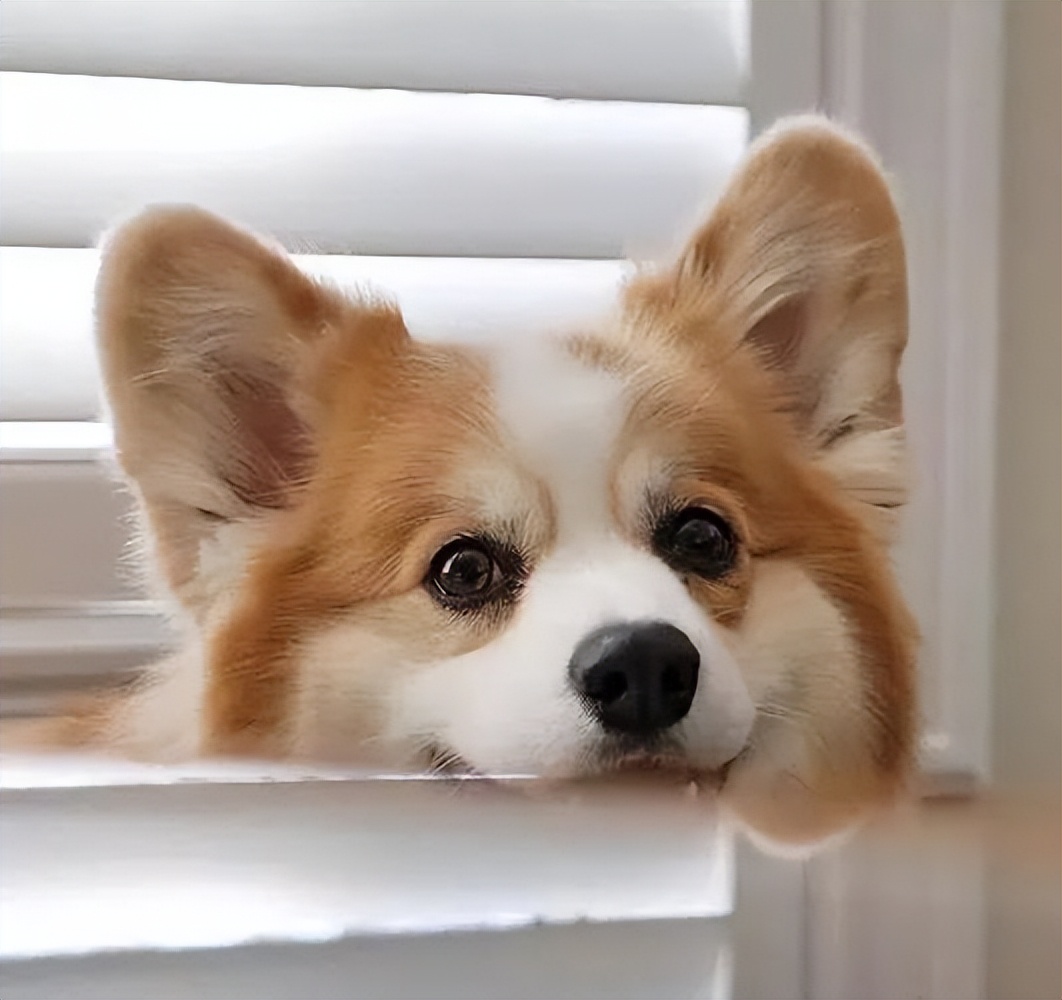 养狗首选这6种品种,养狗首选这8种猫不仅便宜还好养