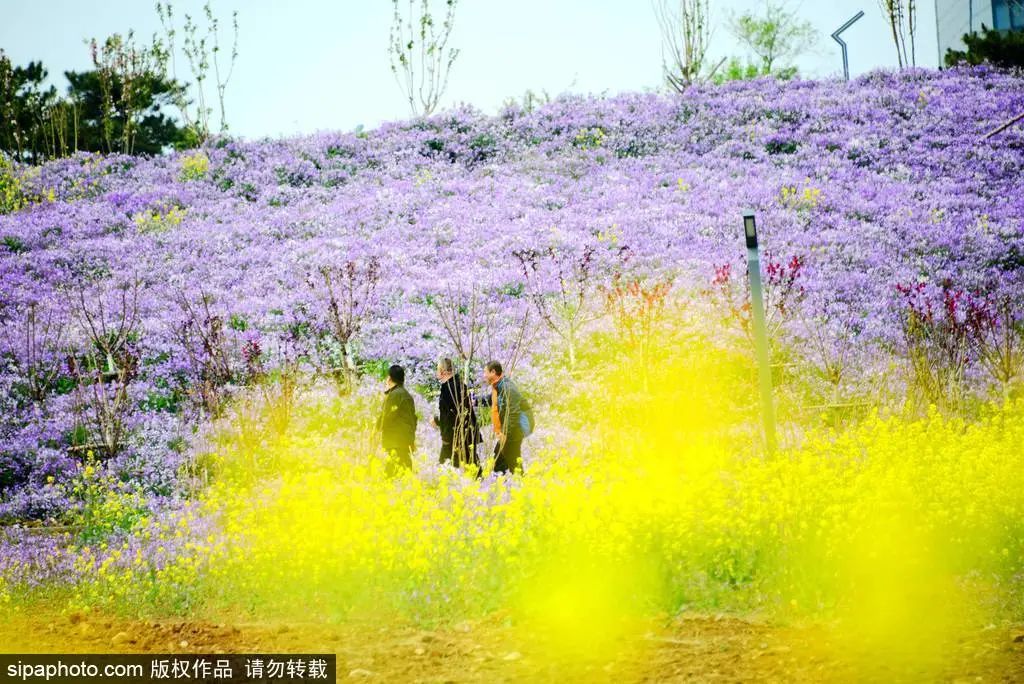 京城四月花事多,在二月兰花海中遇见小松鼠~