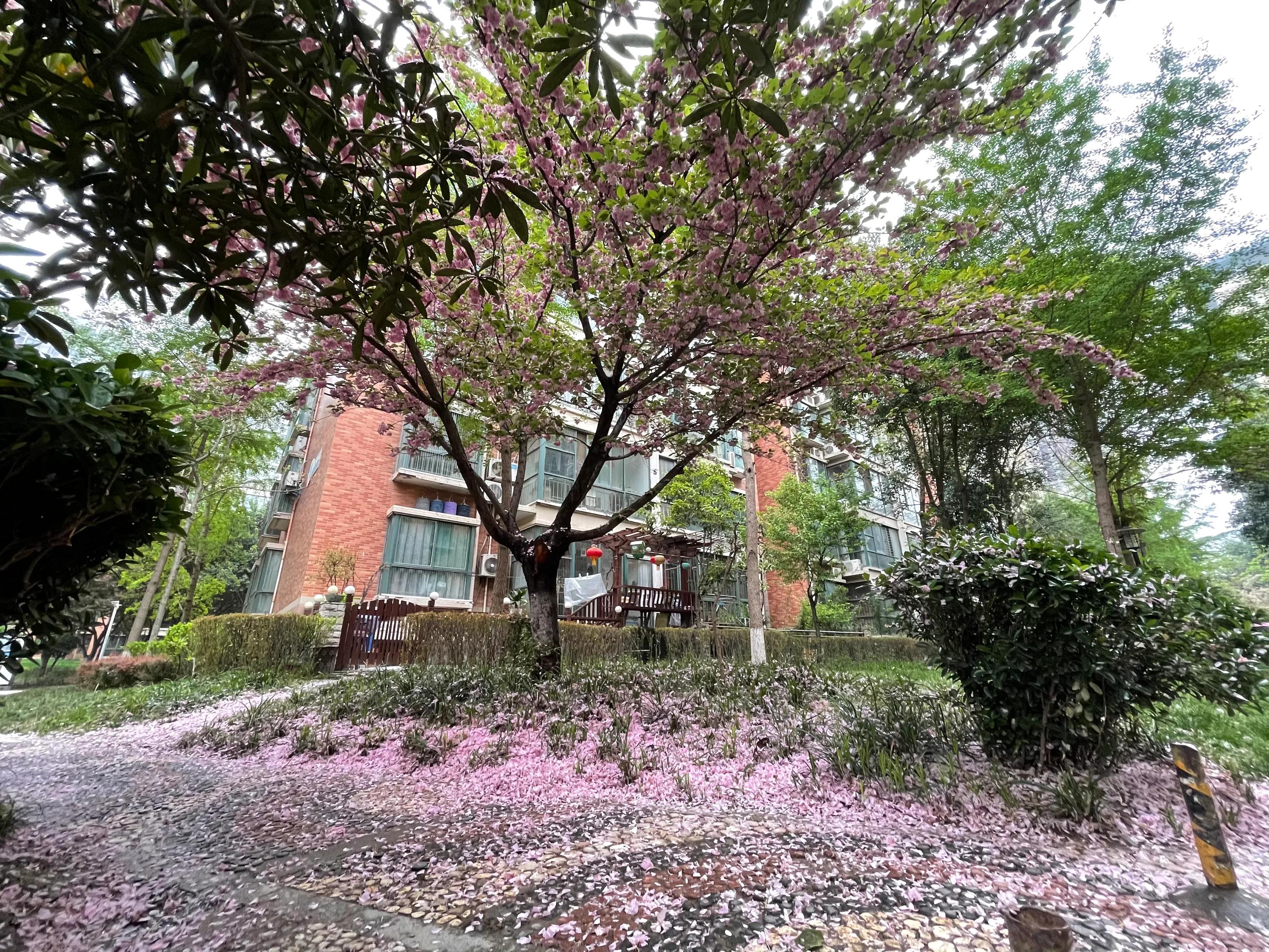 西安城南哪里有花海,来西安看看风景