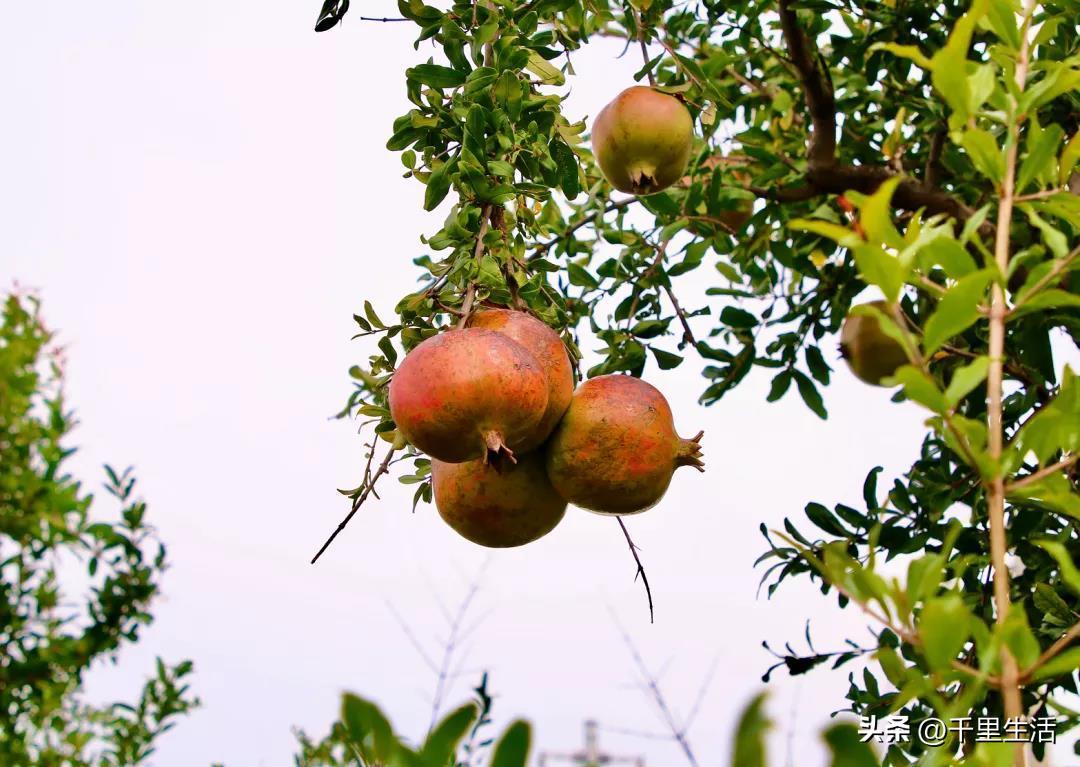 突尼斯软籽石榴和河阴石榴的区别,正宗原产地突尼斯第一名软籽石榴