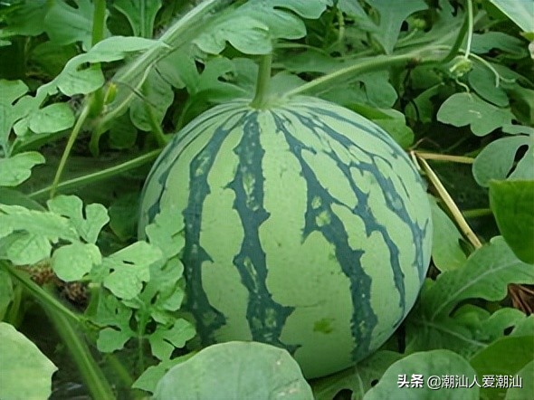 夏天一定要吃的三瓜你知道吗,广东夏季时令瓜