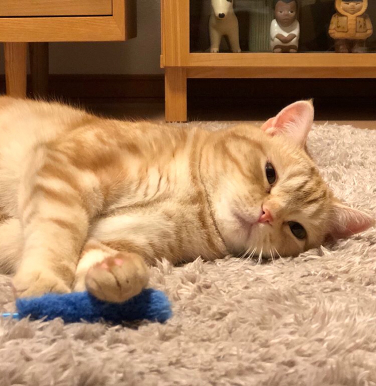 这几种猫最费钱有钱人才养得起,这几种烧钱的猫已被淘汰难养得起