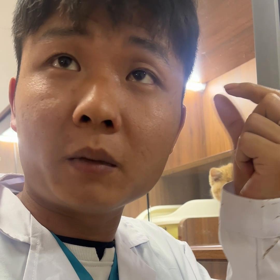 猫倒睫毛手术,猫咪割双眼皮是什么原因