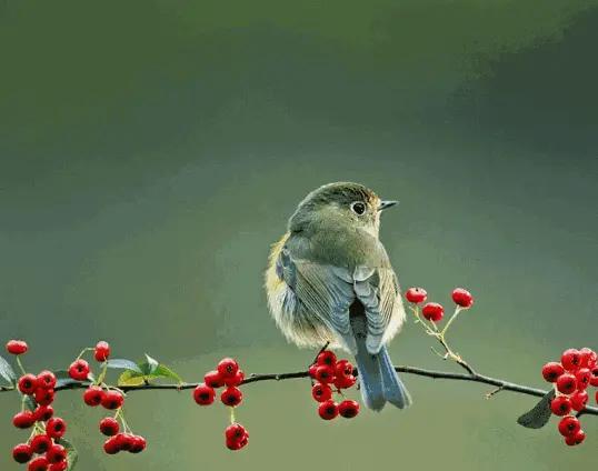 手机gif压缩工具免费,gif压缩工具免费在线