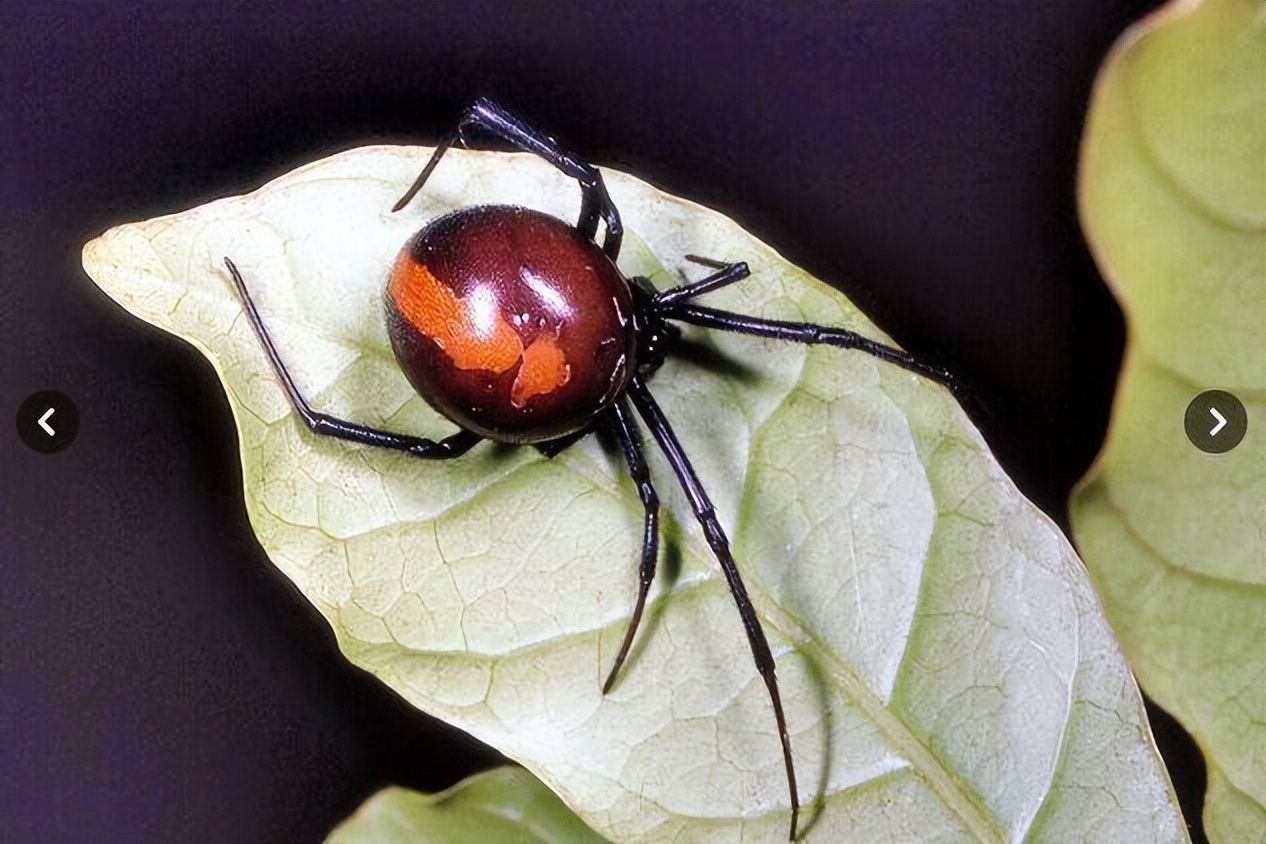 蜘蛛毒液有哪些,蜘蛛毒液对男性有好处吗