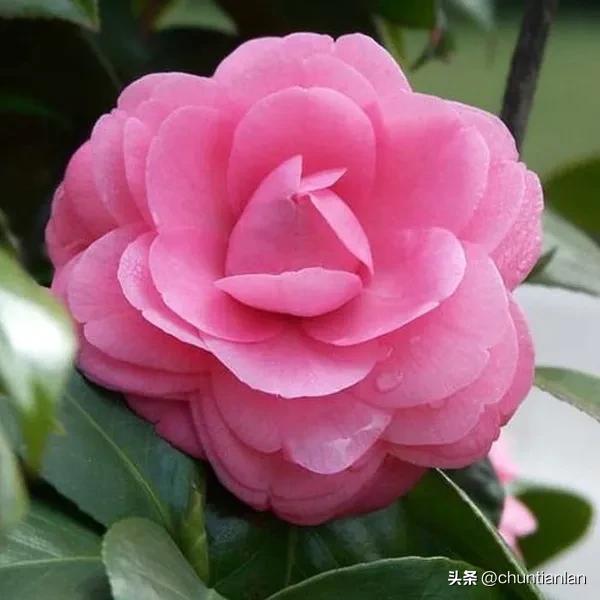 山茶花纯音乐,山茶花