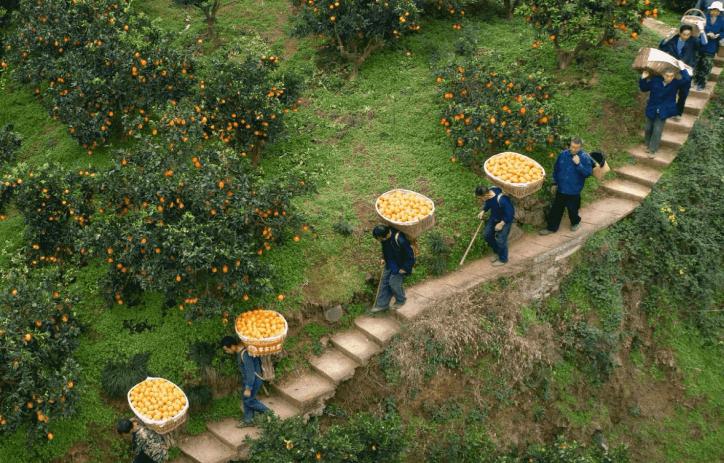 拼多多非官方的商品为什么便宜,拼多多商品为何比较便宜