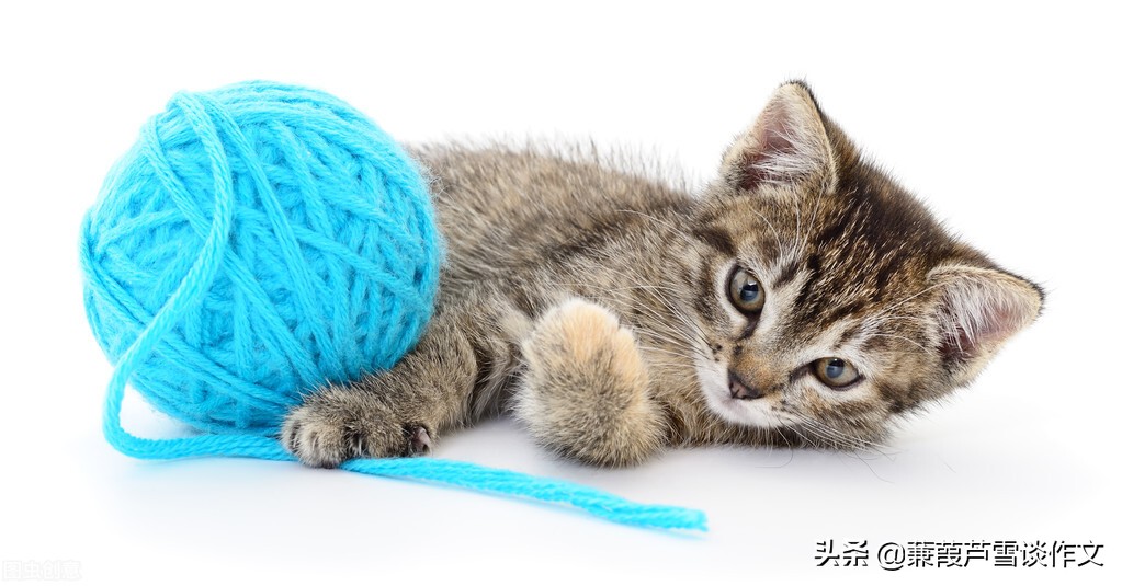 从两篇《猫》谈起——阿宝老师的“作文经”（一四五）