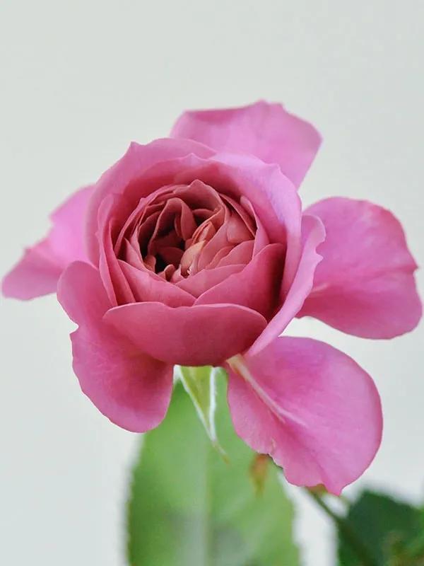 日本月季耐阴品种,日本葵月季适合两广吗