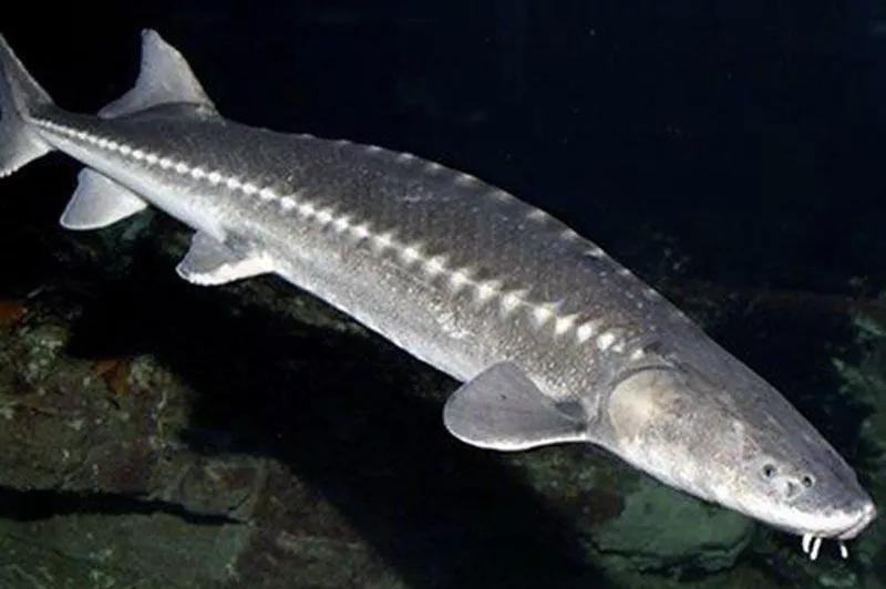 2020年禁养水产类名单,国家禁止放生的鱼类有哪些