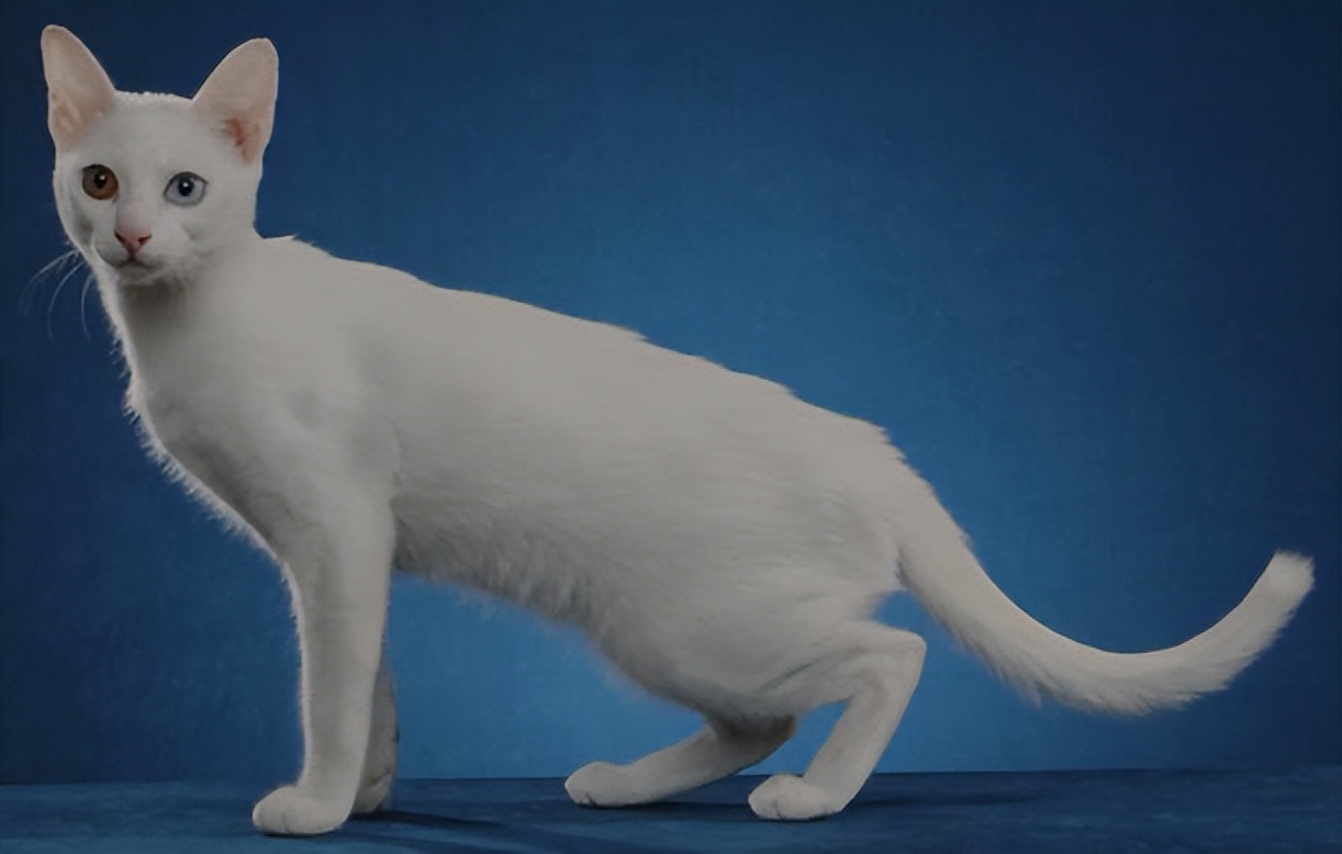 纯种猫咪有哪些颜色,纯种宠物猫有哪些品种