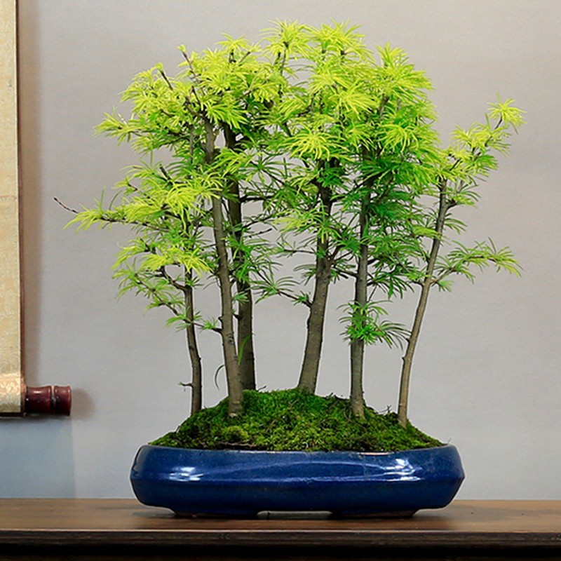 木本植物叶子枯萎发干脱落,盆栽植物掉叶子是什么原因