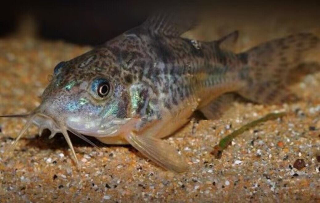 小型空鱼缸用什么清洁鱼,罗汉鱼缸放什么清洁鱼