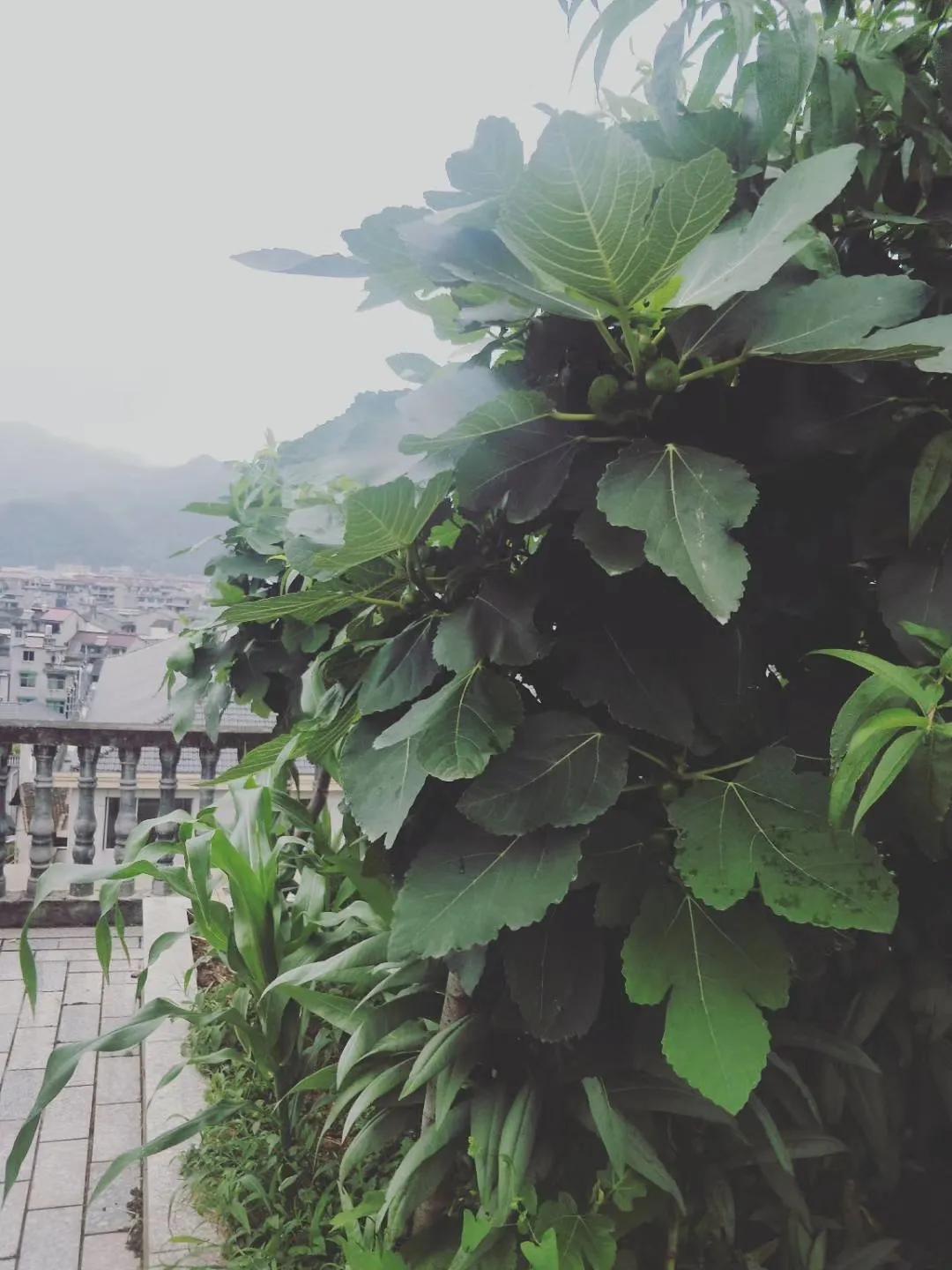 假水果苗木，坑的是零星种植户