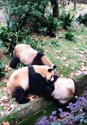 女朋友说她不能穿比较紧的衣服，我瞬间就懂了，效果原来是这样的