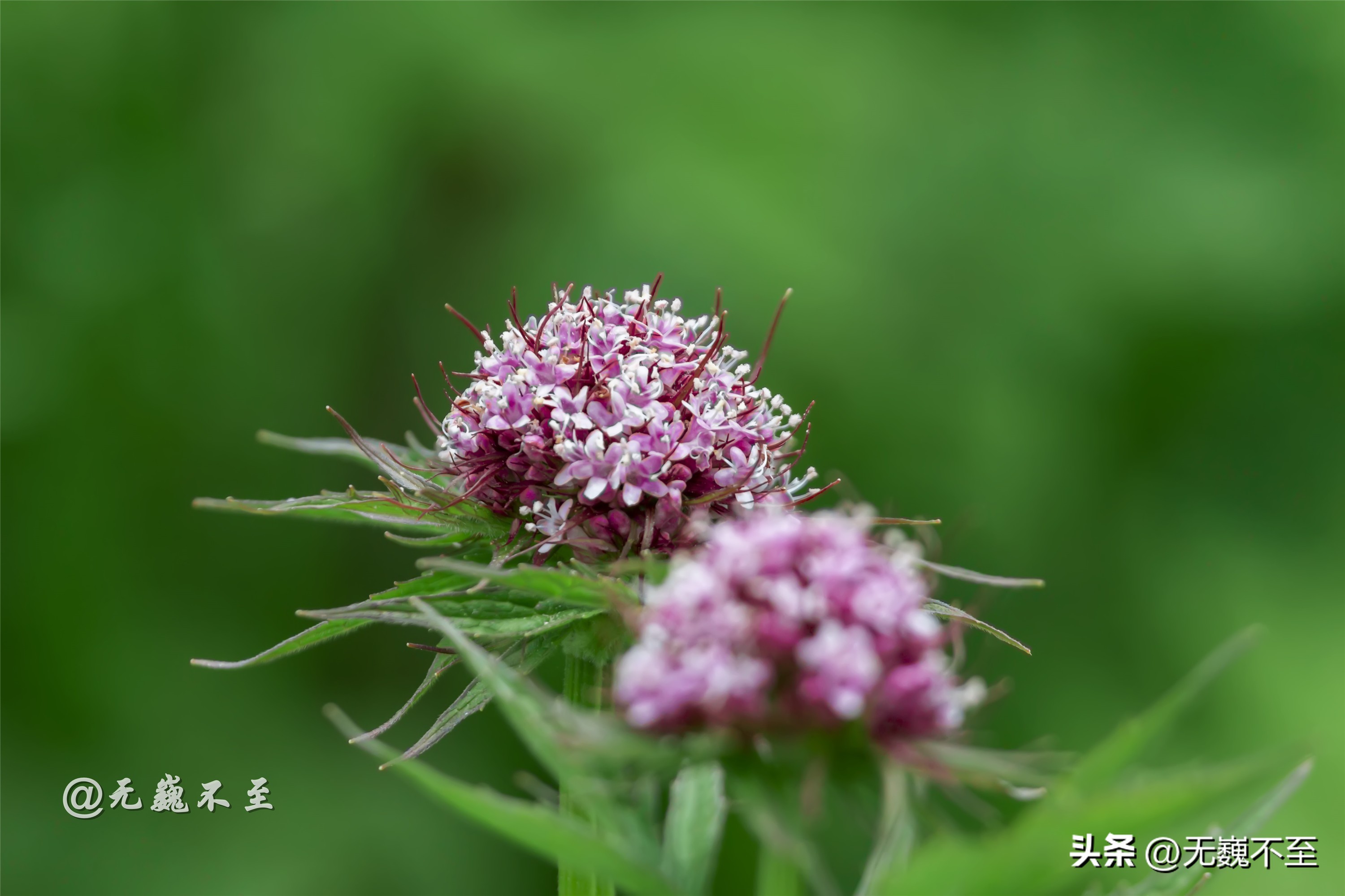 九顶归来不看花，但是这些花名你知道吗？科普一下不就认识啦