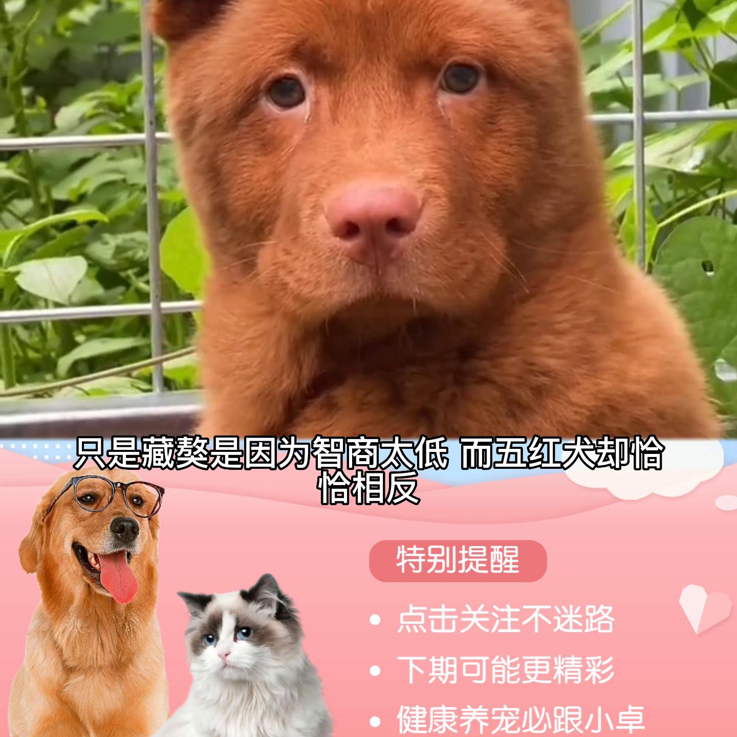 中国的土狗都有什么品种的狗,最机警的十大犬种土狗只能排第三