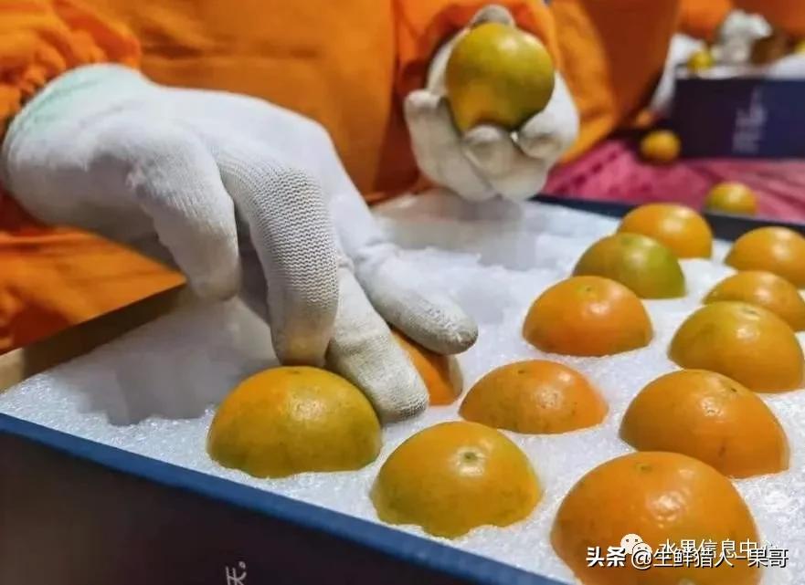 正宗广西融安脆蜜滑皮金桔,融安滑皮金桔和融安脆皮金桔区别