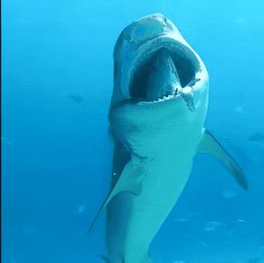 1853年日本第一武士老照片 (100张日本武士老照片)