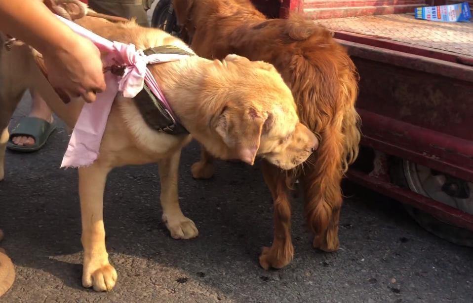 从狗贩子手里买的拉布拉多,拉布拉多疑遭主人卖给狗贩子