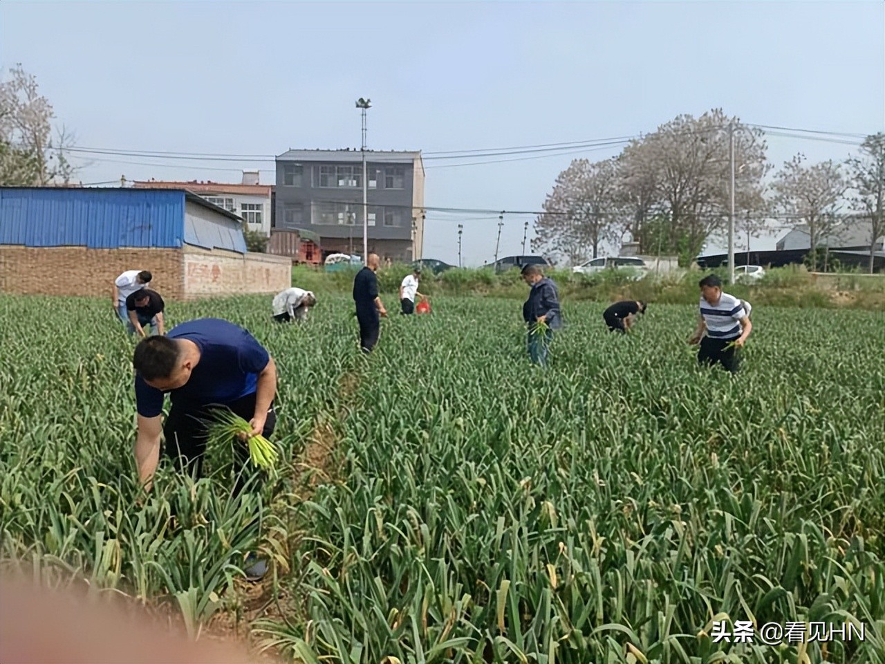 开封20多名球迷赴杞县帮助蒜农收蒜、抽蒜薹