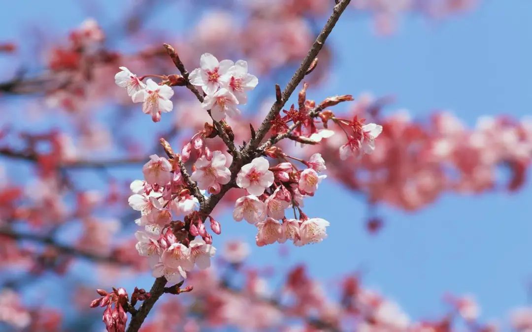 有趣的灵魂：你知道春天的花儿到底为谁开放吗？