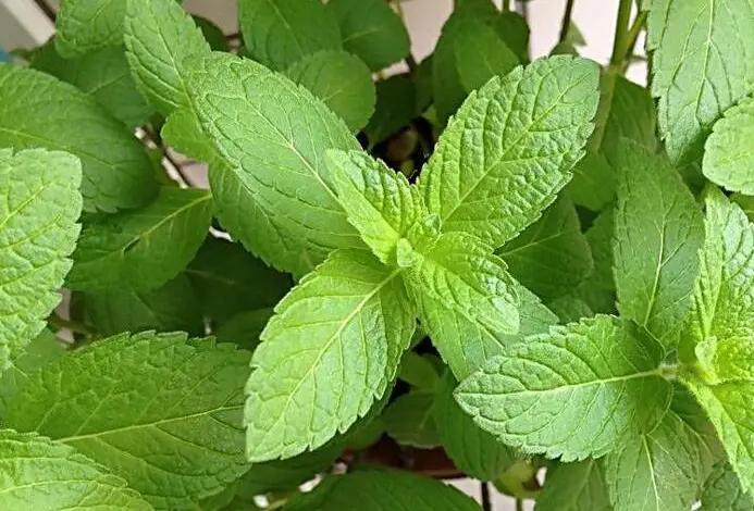 养薄荷冬天应注意什么,养薄荷盆栽的注意事项
