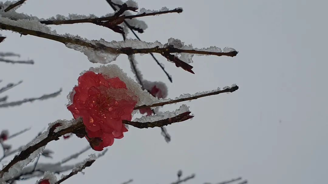 下雪绝美诗词,十首绝美下雪诗词