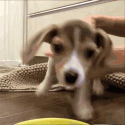 怎么培养猫咪粘人,怎样培养一只很温顺的小狗狗