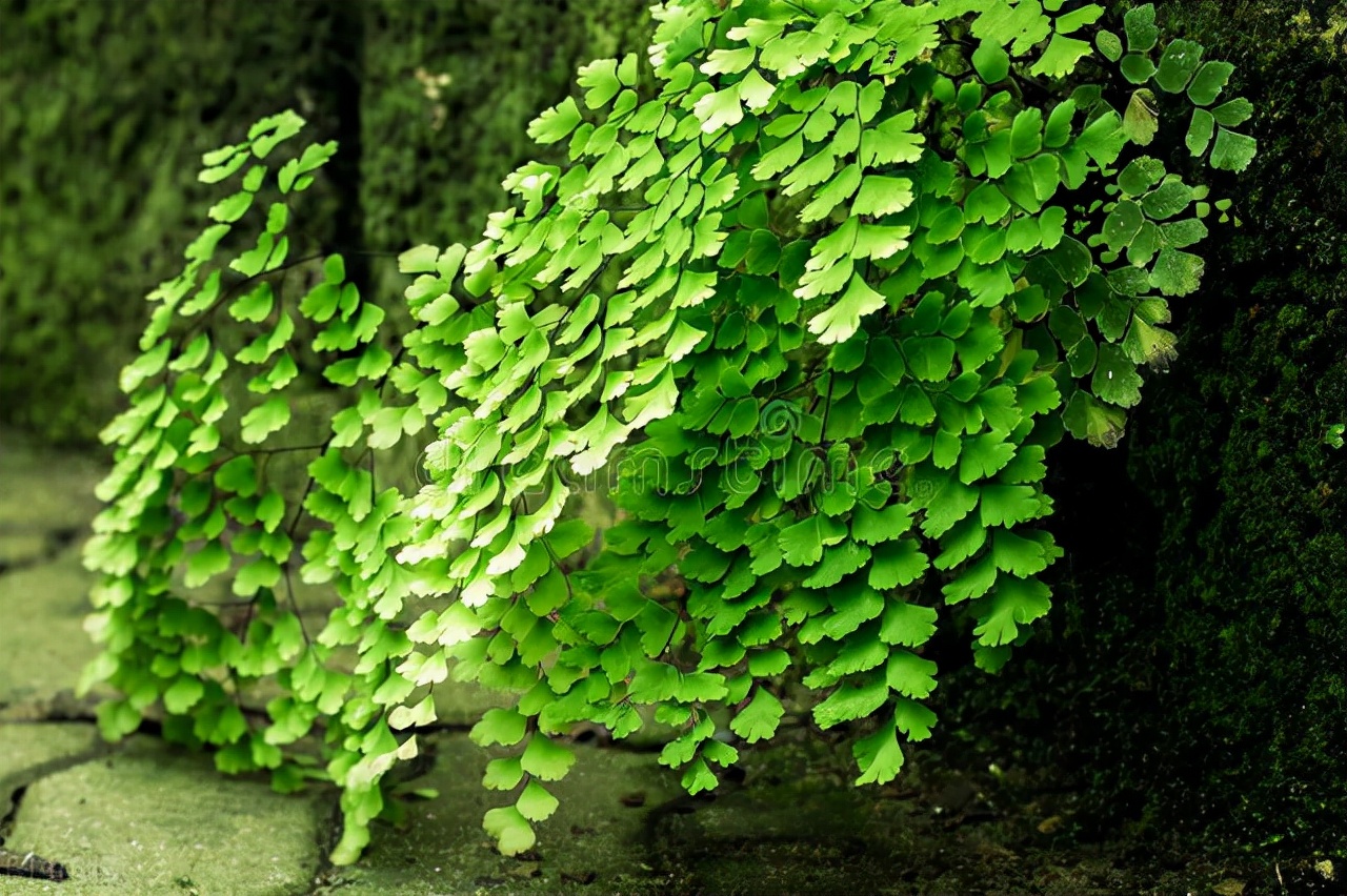 太实用了！45种常见植物养殖方法大全
